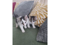 maciatka-small-3