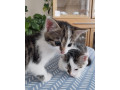 maciatka-small-4