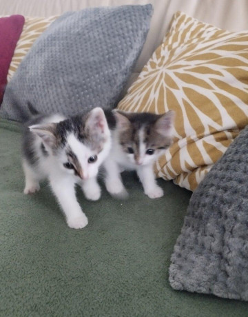 maciatka-big-3