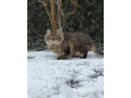 darujem-maciatka-po-sibirskej-macke-small-0
