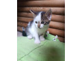 darujem-maciatko-small-0