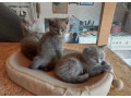 britska-modra-small-2