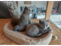 britska-modra-small-3