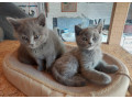 britska-modra-small-1