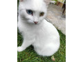 ponukame-kocurikov-plemena-khao-manee-small-4