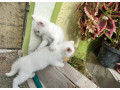 ponukame-kocurikov-plemena-khao-manee-small-2