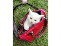 ponukame-kocurikov-plemena-khao-manee-small-3