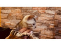 bengalska-macka-s-pp-small-3