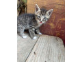 maciatka-small-3