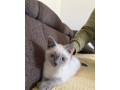 britske-maciatko-colorpoint-small-2