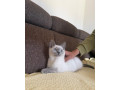 britske-maciatko-colorpoint-small-1