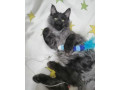 mainska-myvalia-maine-coon-kocur-small-0