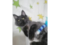 mainska-myvalia-maine-coon-kocur-small-1