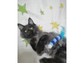 mainska-myvalia-maine-coon-kocur-small-2