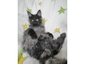 mainska-myvalia-maine-coon-kocur-small-3