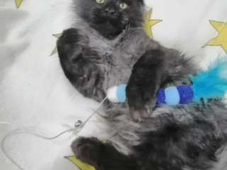 mainska-myvalia-maine-coon-kocur