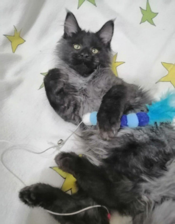 mainska-myvalia-maine-coon-kocur-big-0