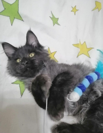 mainska-myvalia-maine-coon-kocur-big-1