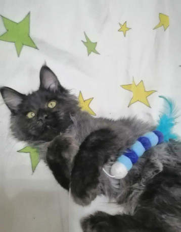mainska-myvalia-maine-coon-kocur-big-2