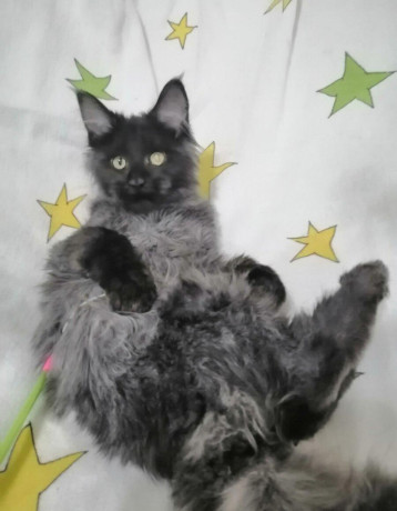 mainska-myvalia-maine-coon-kocur-big-3