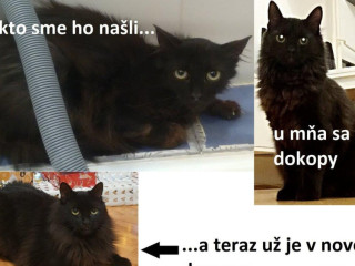 cica-na-pol-uvazku