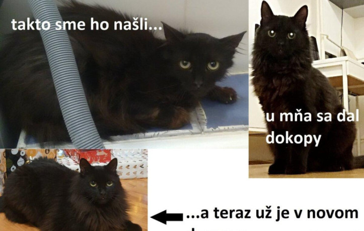 cica-na-pol-uvazku-big-0
