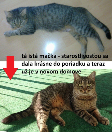 cica-na-pol-uvazku-big-3