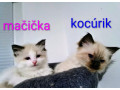 ragdoll-maciatka-small-1