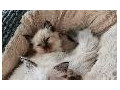 ragdoll-maciatka-small-4