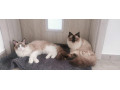 ragdoll-maciatka-small-2