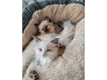 ragdoll-maciatka-small-0