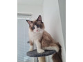 ragdoll-maciatka-small-3