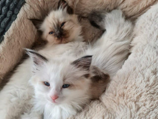 ragdoll-maciatka