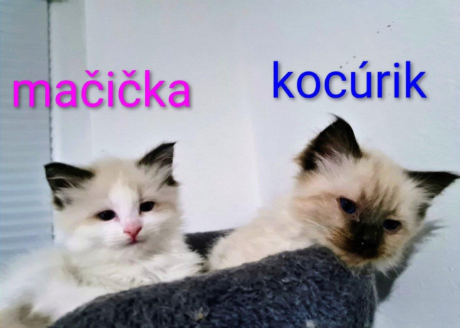 ragdoll-maciatka-big-1