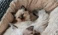 ragdoll-maciatka-big-4