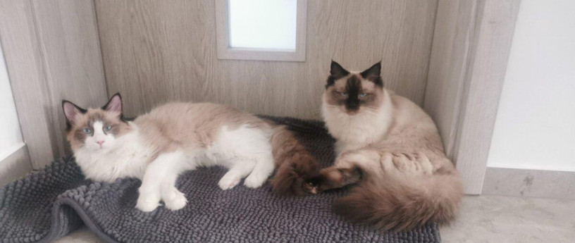 ragdoll-maciatka-big-2