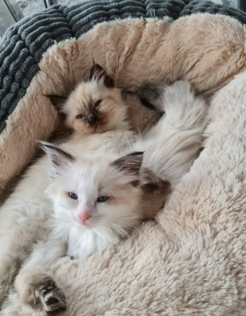 ragdoll-maciatka-big-0