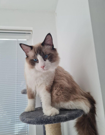 ragdoll-maciatka-big-3