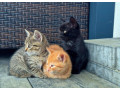 tri-male-macicky-darujeme-small-0