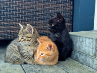 tri-male-macicky-darujeme