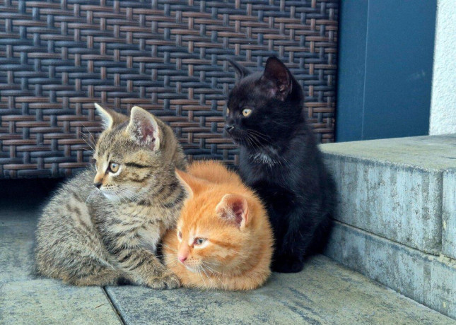 tri-male-macicky-darujeme-big-0