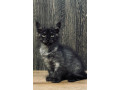 maine-coon-mainska-myvalia-small-3