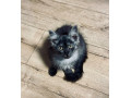 maine-coon-mainska-myvalia-small-4