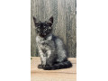 maine-coon-mainska-myvalia-small-0