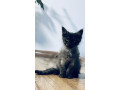 maine-coon-mainska-myvalia-small-2