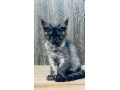 maine-coon-mainska-myvalia-small-1