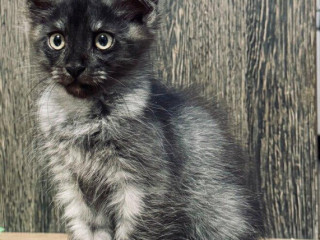 maine-coon-mainska-myvalia