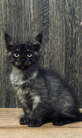 maine-coon-mainska-myvalia-big-3