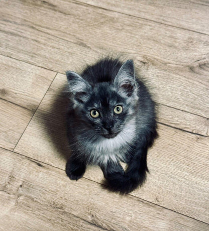 maine-coon-mainska-myvalia-big-4