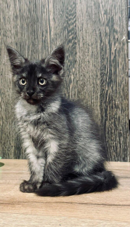 maine-coon-mainska-myvalia-big-0